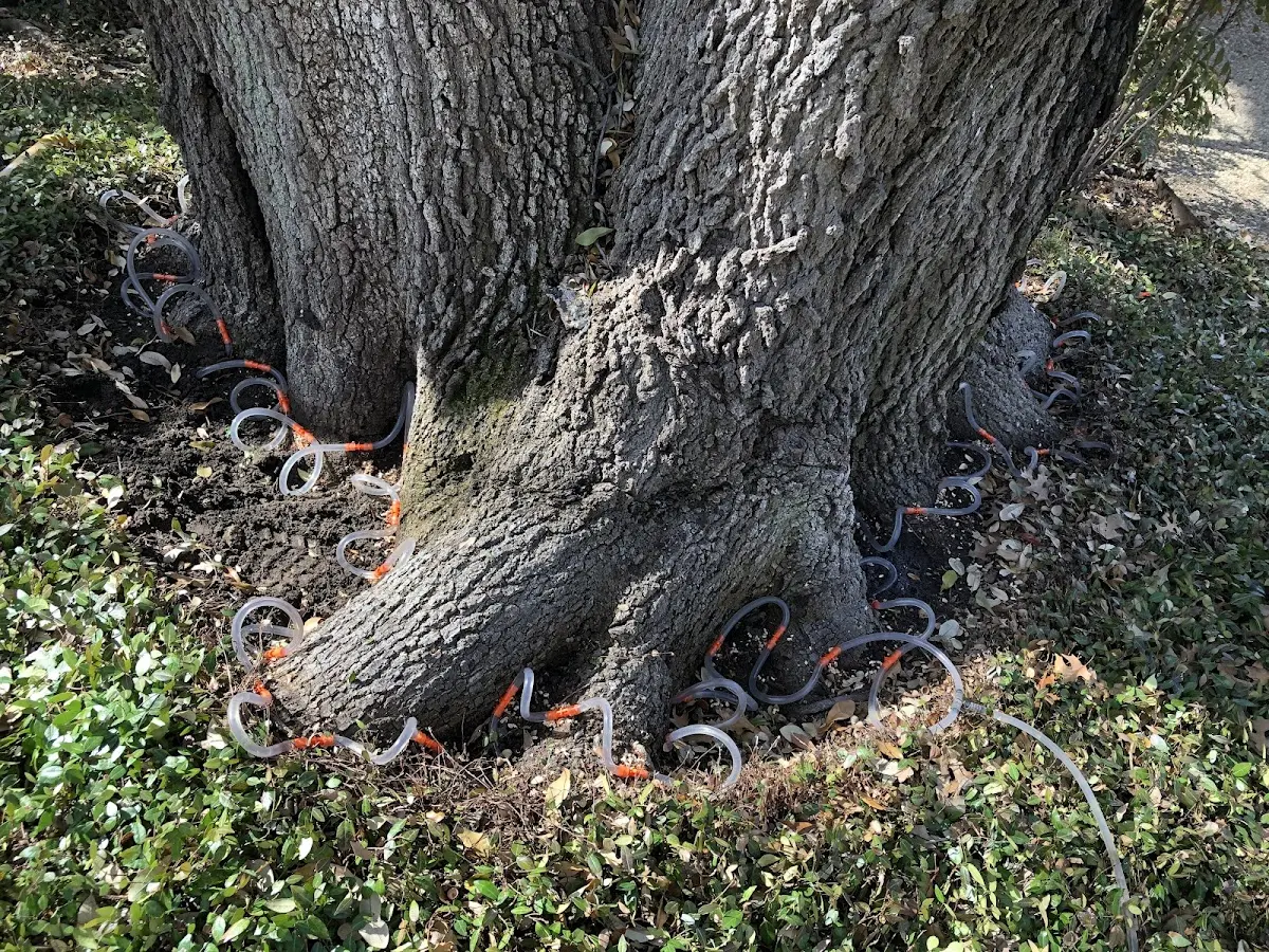 Detailed Tree Cabling and Bracing job site in Thermal