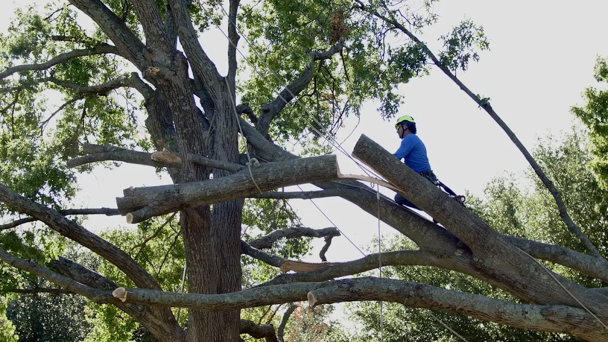 Professional Hazardous Tree Removal performed by certified arborists in Thermal