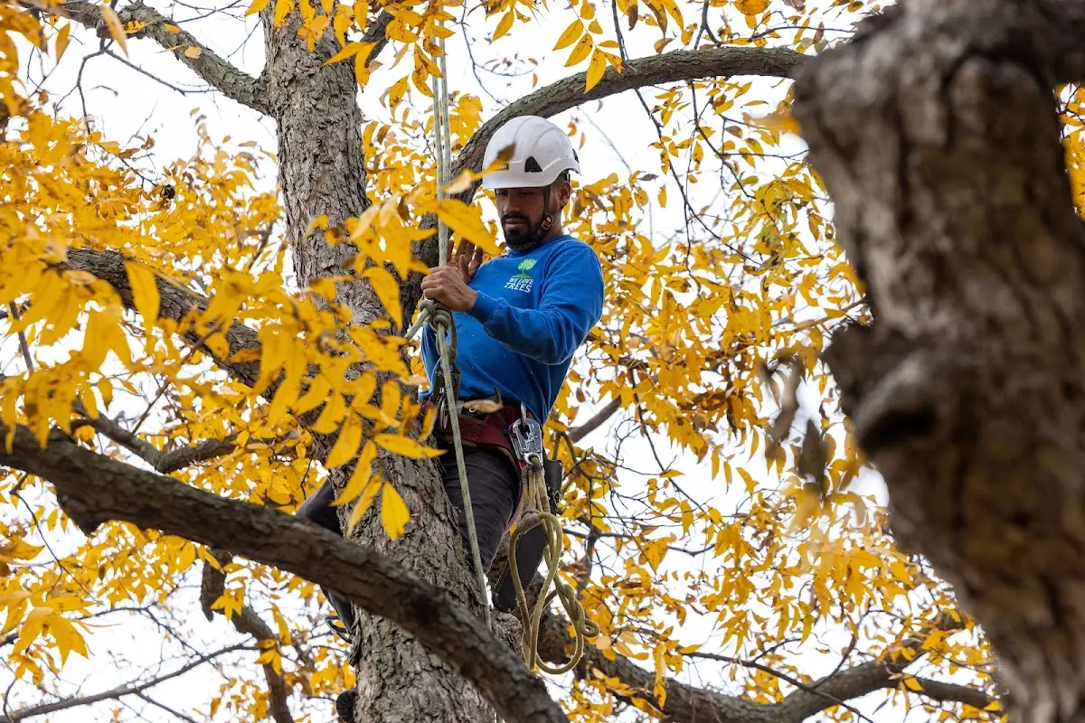 Skilled Tree Trimming crew working in Thermal